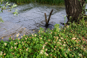 Spring breeze at park