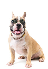 cute french bulldog wear glasses and sitting isolated