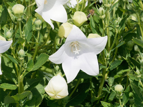 Platycodons à fleurs blanches campanulées ou campanule à grandes fleurs (Platycodon grandiflorus 'Album')