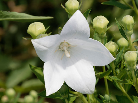 Gros plan sur platycodon à fleur blanche campanulée ou campanule à grandes fleurs (Platycodon grandiflorus 'Album')
