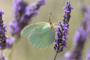 butterfly on a sprig of lavender
