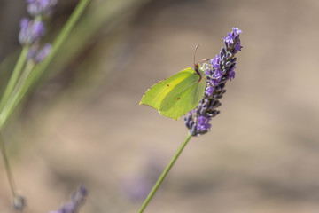 butterfly on a sprig of lavender