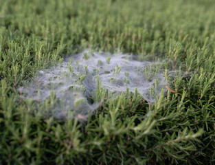 Zoomed spider web