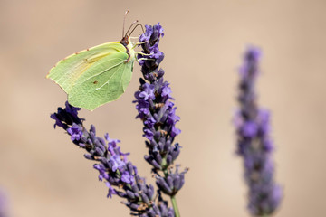 butterfly on a sprig of lavender