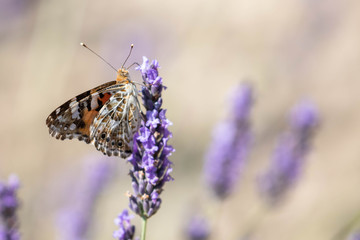 butterfly on a sprig of lavender