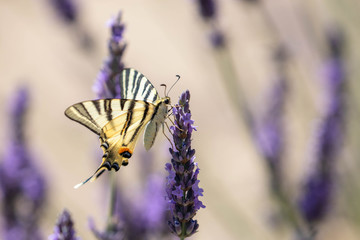 butterfly on a sprig of lavender