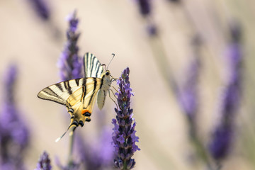butterfly on a sprig of lavender