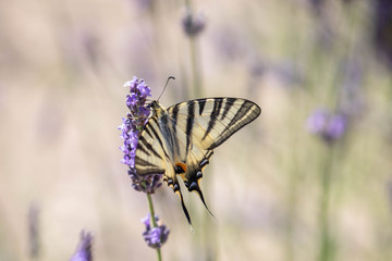 butterfly on a sprig of lavender