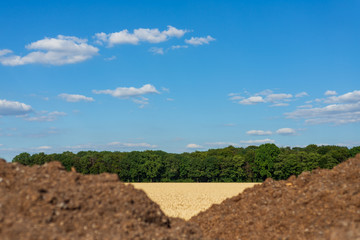 Outdoor sunny landscape view of golden ears of yellow barley wheat agricultural field and foreground heap of mixture organic fertilizer and manure with soil, in countryside area against deep blue sky.