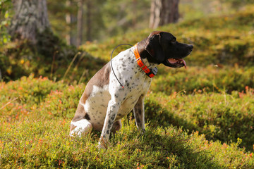 Dog english pointer