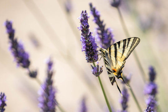 butterfly on a sprig of lavender