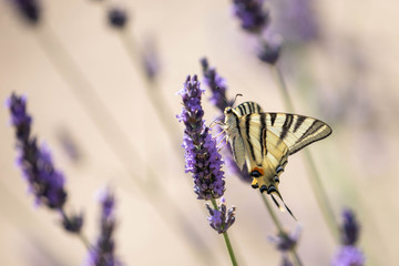 butterfly on a sprig of lavender