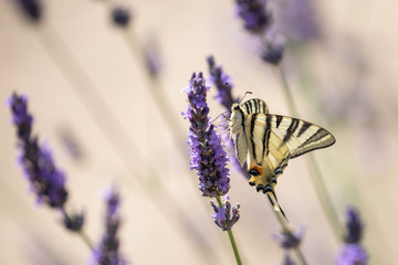 butterfly on a sprig of lavender
