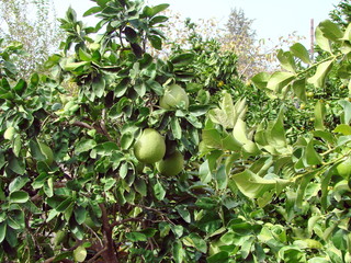The bottom view of the immature fragrant fruit of the lemon tree in the shade of a broad, thick leaf on a clear sunny day.