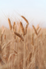 wheat field with golden harvest