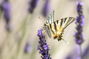 butterfly on a sprig of lavender