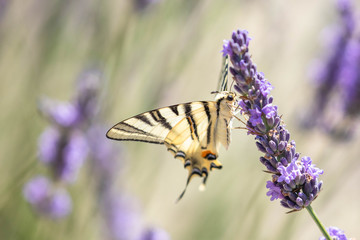 butterfly on a sprig of lavender