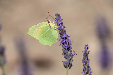butterfly on a sprig of lavender