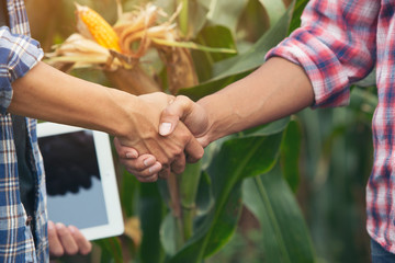 Farmer shaking hands customers corn trading agreement.
