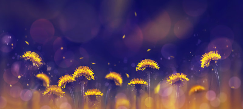 Yellow bright dandelions on a blue background. Spring summer creative background. Artistic image in backlight.