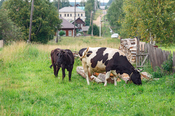 Cows grazing on the field in front of the residential houses. Village of Visim, Sverdlovsk region, Russia.
