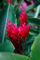 Alpinia purpurata, Ingwergewächs mit Blüten