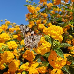 Butterfly on yellow flowers. Closeup.