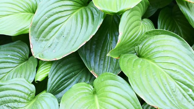 Hosta - an ornamental plant for landscaping park and garden design