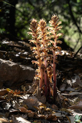 Sommrwurz im Walc im Gegenlich