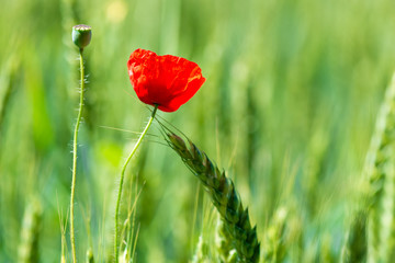 Fototapeta premium closeup red poppy flower in green field among wheat ears