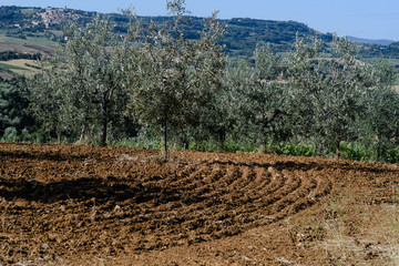 Rote Ackerfurchen und Olivenbäume