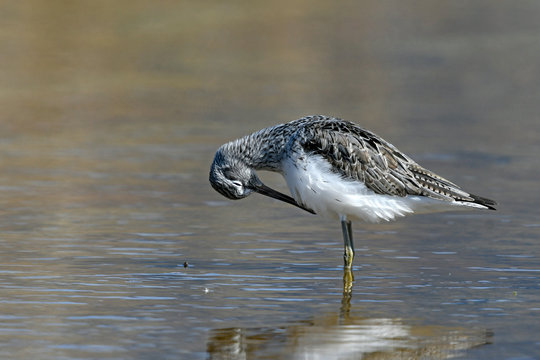 Gr&uuml;nschenkel (Tringa nebularia) - Common greenshank