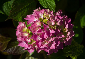 Close up of a pink lacecap hydrangea flower