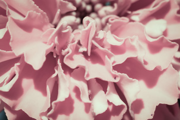 Abstract flower petals close up. Soft focus.