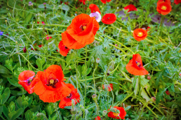 Red poppies in the front garden