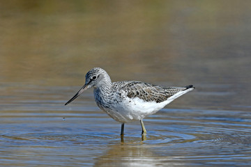 Grünschenkel (Tringa nebularia) - Common greenshank