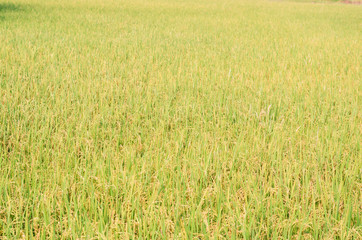 yellow rice field paddy in Thailand. agriculture nature landscape background.