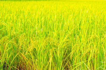 yellow rice field paddy in Thailand. agriculture nature landscape background.