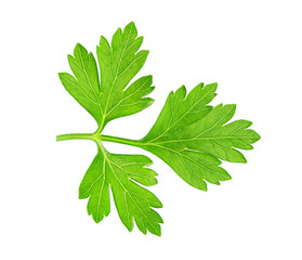 Fresh parsley  isolated on white background