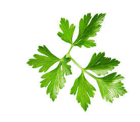 Fresh parsley  isolated on white background. full depth of field