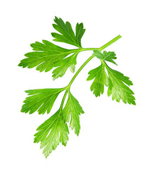 Fresh parsley  isolated on white background. full depth of field