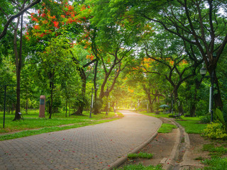 Obraz premium large green park in the middle of the city for relaxing and exercising on holiday - nature concept