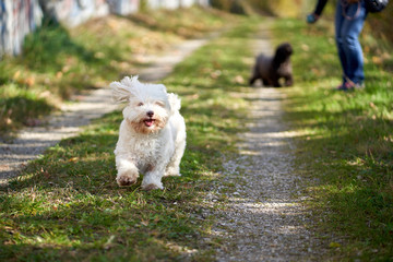 Havanese dog running with ball on meadow path - 277212212
