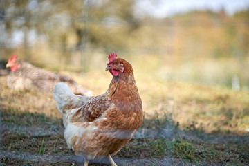 hen on a farm - 277212274