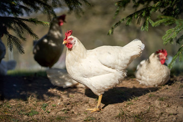 hen on a farm - 277212276