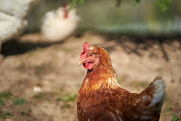 hen on a farm - 277212291