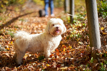 Black and white havanese dog sitting in forest in autumn with leaves looking - 277212402