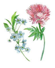 Hnad drawn watercolor set with flowers. On white