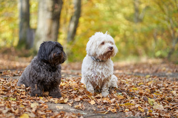 Black and white havanese dog sitting in forest in autumn with leaves looking - 277212440