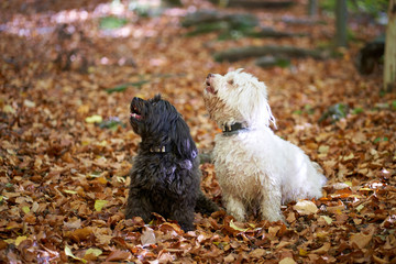 Black and white havanese dog sitting in forest in autumn with leaves looking - 277212477
